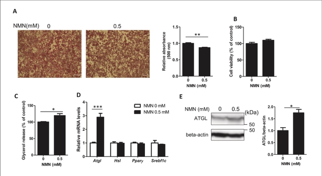 NMN induces lipolysis by increasing ATGL expression in differentiated 3T3-L1 adipocytes.