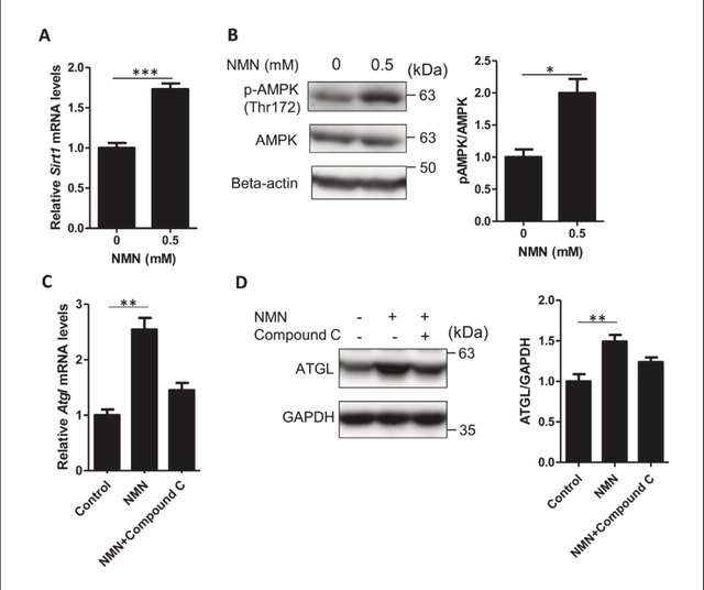NMN enhances ATGL expression through the SIRT1/AMPK pathway in 3T3-L1 adipocytes.