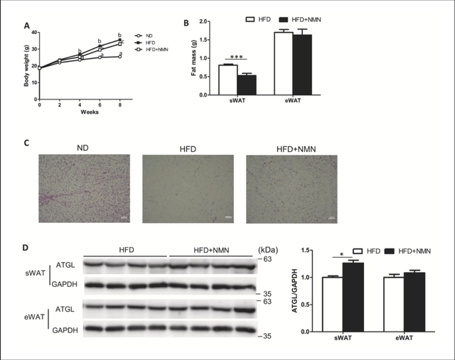 NMN inhibits adipocyte volume in subcutaneous adipose tissue of diet-induced obese mice