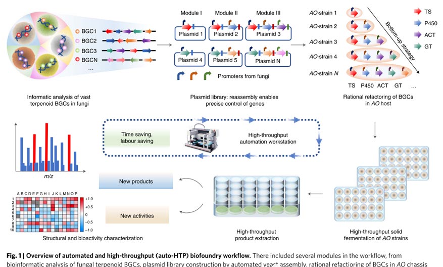 Overview of automated and high-throughput (auto-HTP) biofoundry workflow.