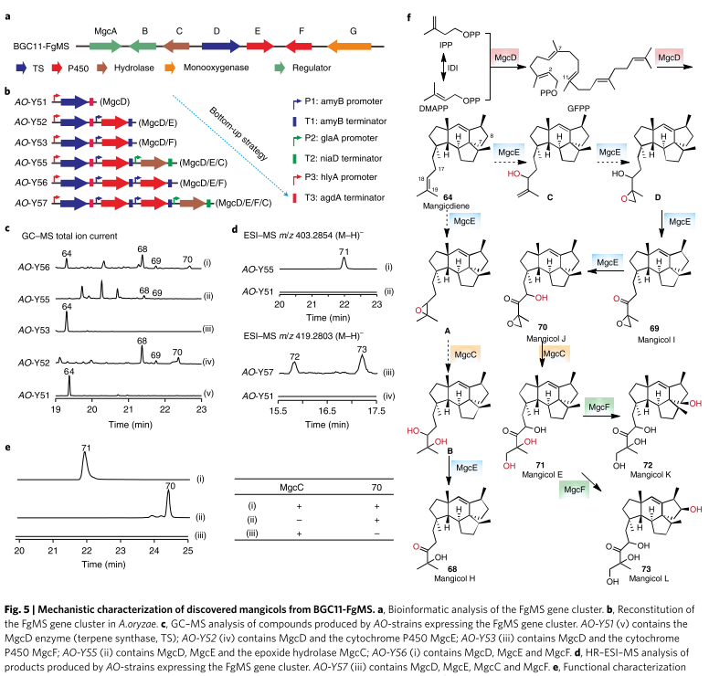 Mechanistic characterization of discovered mangicols from BGC11-FgMS