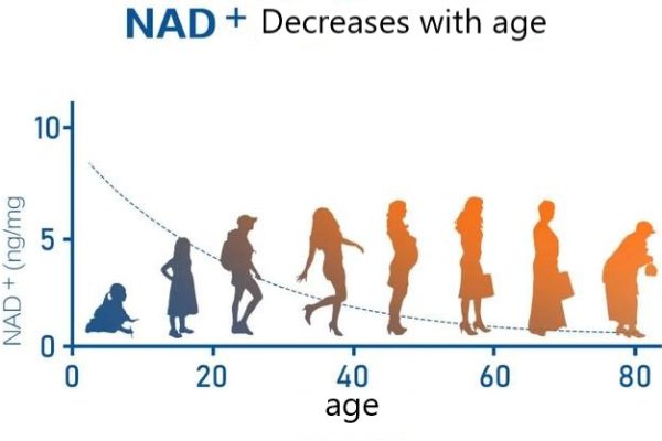 NAD+ decreases with age