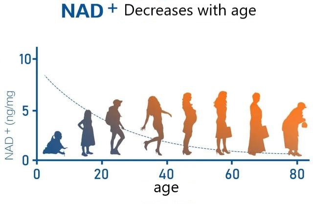 NAD+ decreases with age