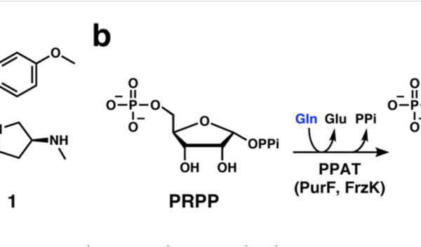 Figure 1. Structure of 1 and reaction catalyzed by PPAT enzyme