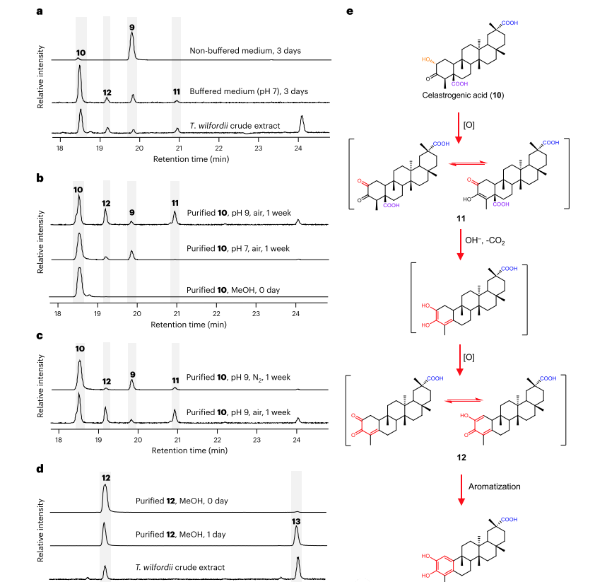 4. C24 decarboxylation does not require enzymes Tripterygium