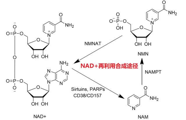 Figure 6 Remedial synthesis pathway of NAD+