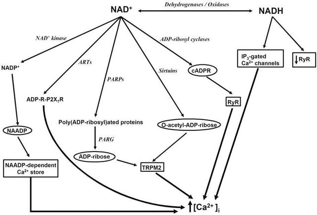 Figure 3. Pathways by which NAD+ and NADH affect calcium homeostasis