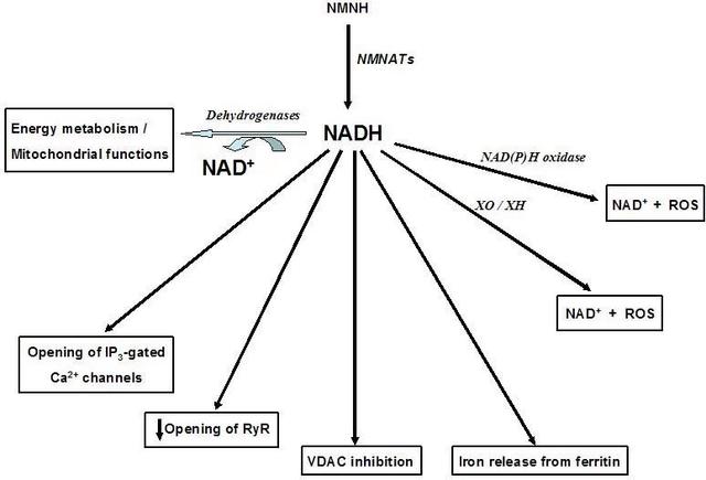 Figure 2. Metabolic and biological activity of NADH
