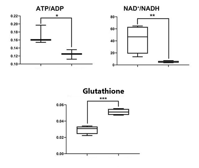 Figure 1 Partial metabolite ratios of motor nerve cells in ALS mice, with the upper figure reflecting energy metabolism and the lower figure reflecting oxidative stress levels