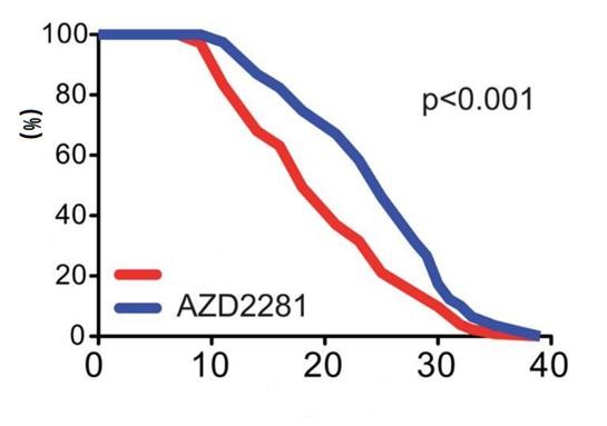 FIG. 4 Reducing the NAD+ consuming enzyme PARP by AZD2281 also extended the lifespan of C. elegans
