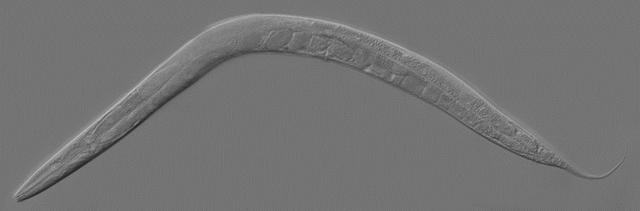 Figure 1. C. elegans