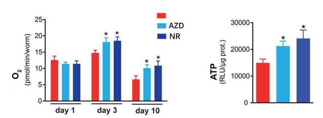 FIG. 5 Boosting NAD+ enables C. elegans to better maintain mitochondrial function