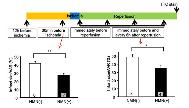 FIG. 4 Injection of NMN significantly reduced ischemia/reperfusion injury to the mouse heart