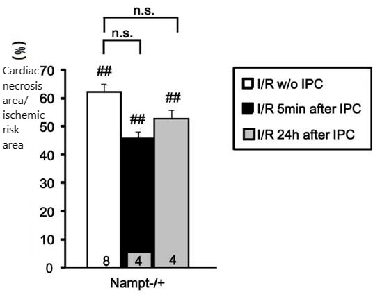 FIG. 3 After Nampt expression was knocked down, the protective effect of ischemic preconditioning "training" on the mouse heart was no longer significant