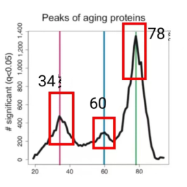 Peaks of aging proteins