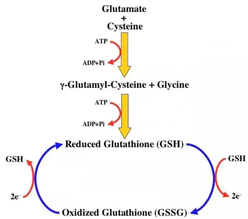Glutathione + Cysteine