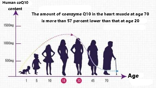 The amount of coenzyme Q10 in the heart muscle at age 70
is more than 57 percent lower than that at age 20