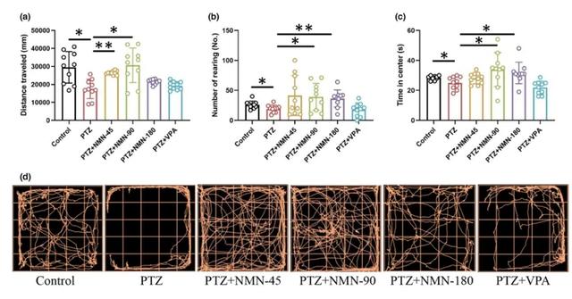 NMN enhanced motor activity and exploratory behavior in epileptic mice