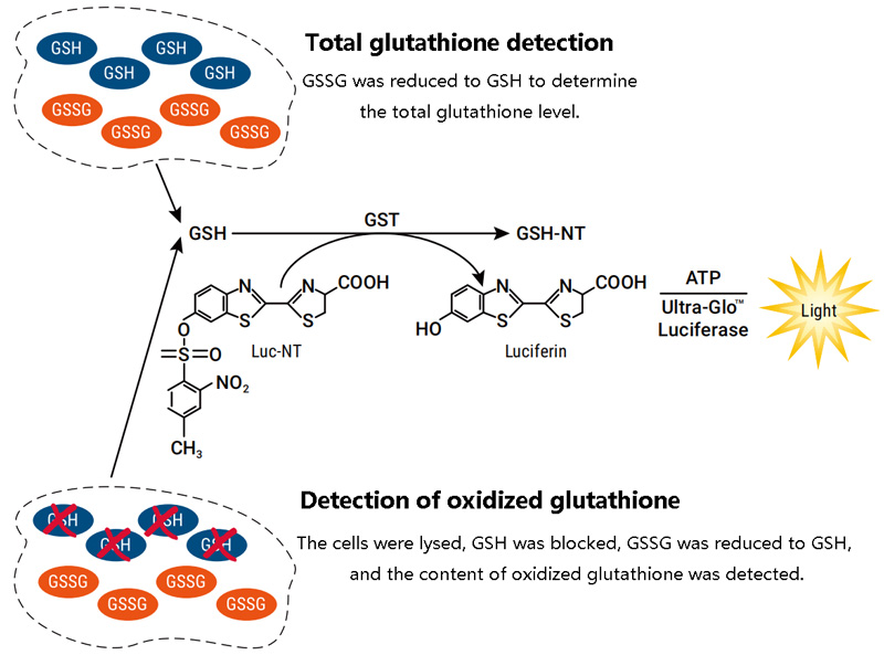 Principle of glutathione detection