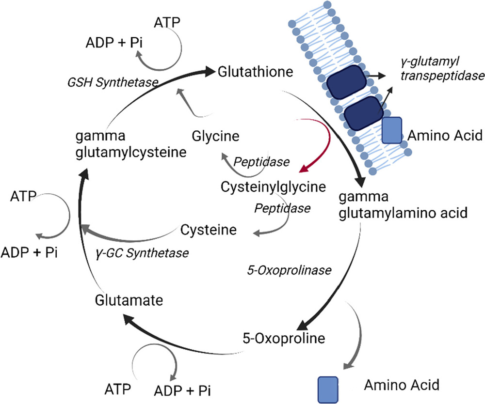 Overview of gamma-glutamyl cycle