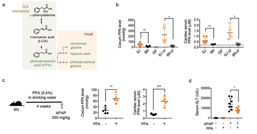 Phenylpropionic acid produced by gut microbiota alleviates acetaminophen-induced hepatotoxicity