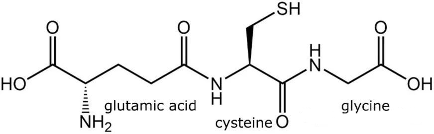 Figure shows the molecular structure of glutathione (GSH)