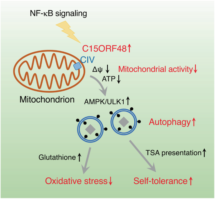 Mitochondrial protein C15ORF48 is a stress-independent inducer of autophagy that regulates oxidative stress and autoimmunity