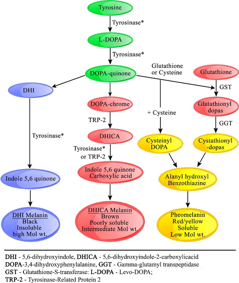 Synthesis mechanism of fusomelanin in skin