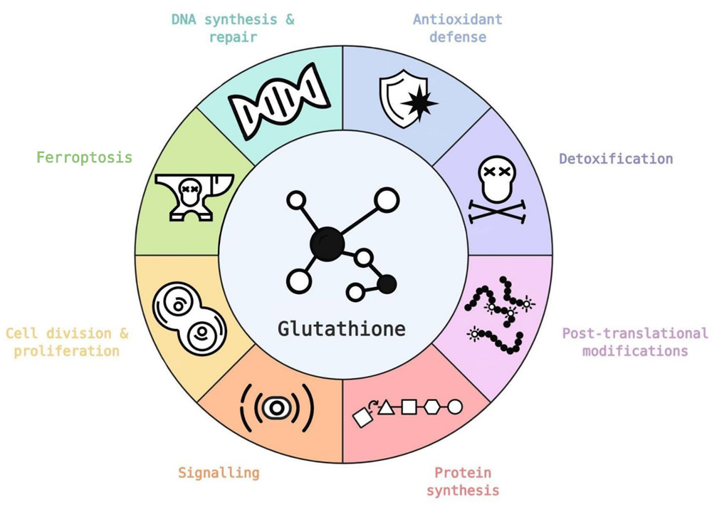 Glutathione plays a key role in healthy and tumor cells