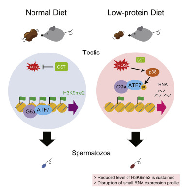 ATF7-Dependent Epigenetic Changes Are Required for the Intergenerational Effect of a Paternal Low-Protein Diet