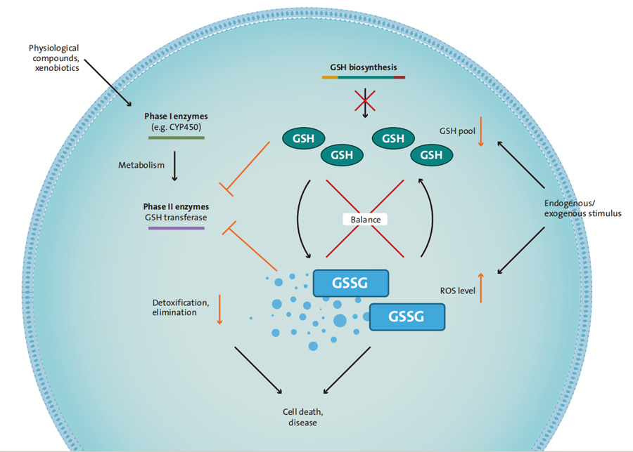 A variety of methods to analyze oxidative stress related indexes