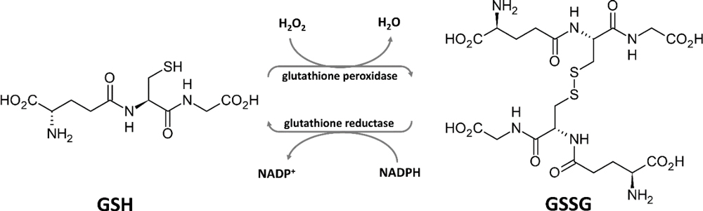 Diagram of glutathione REDOX cycle