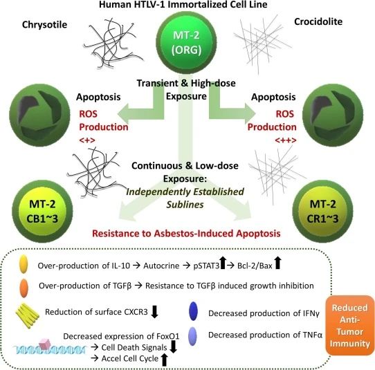 Enhanced expression of nicotinamide nucleotide transhydrogenase (NNT) and its role in a human T cell line continuously exposed to asbestos