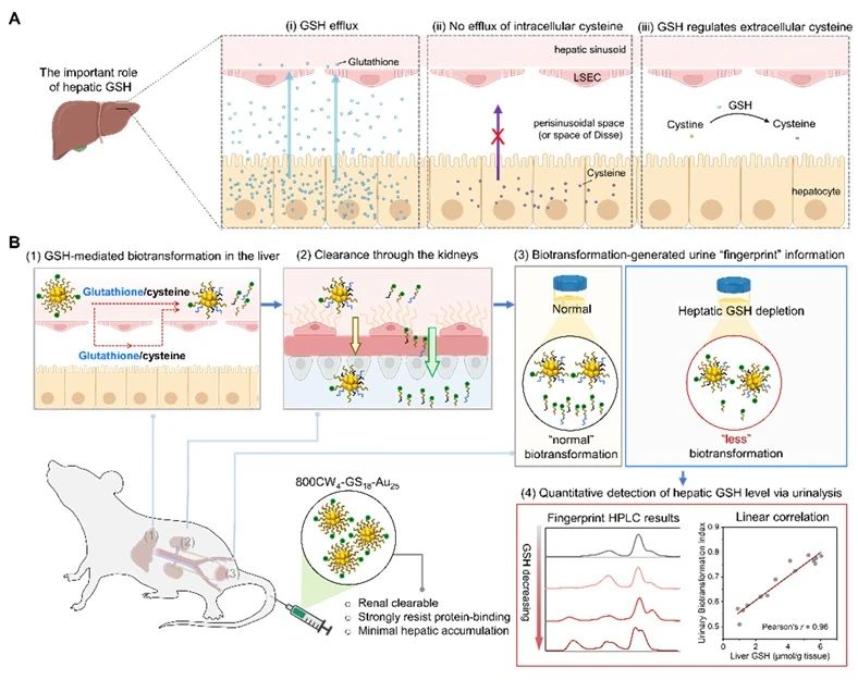 Effect of liver glutathione mediated biotransformation on the transport of 800CW4-GS18-Au25 in vivo and its non-invasive quantitative detection of liver glutathione by urine method.