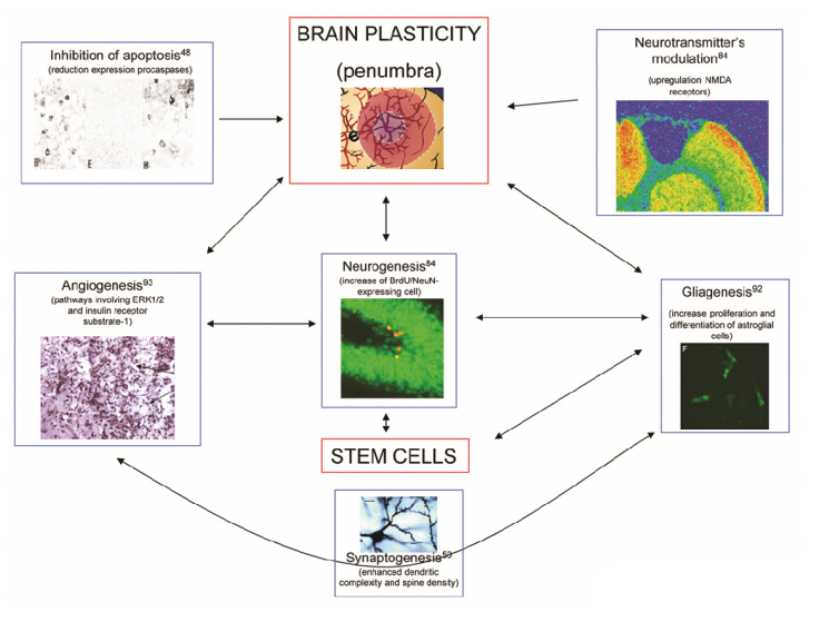 Mechanisms of brain injury and possible repair targets