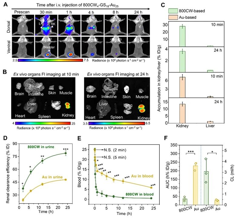 In vivo transport and biotransformation of 800CW4-GS18-Au25.