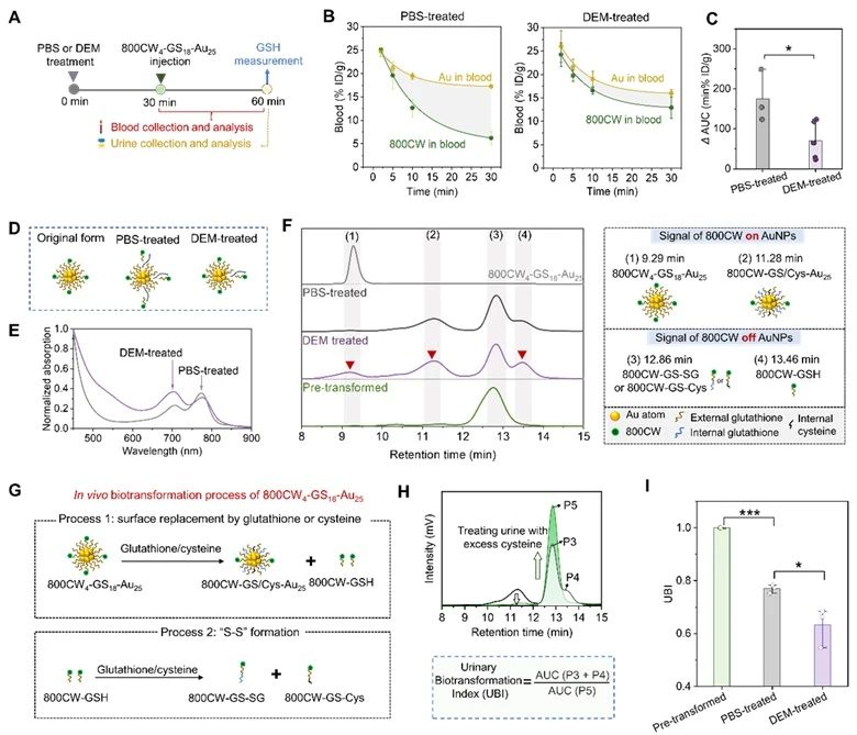 Liver glutathione mediates 800CW4-GS18-Au25 biotransformation in vivo.