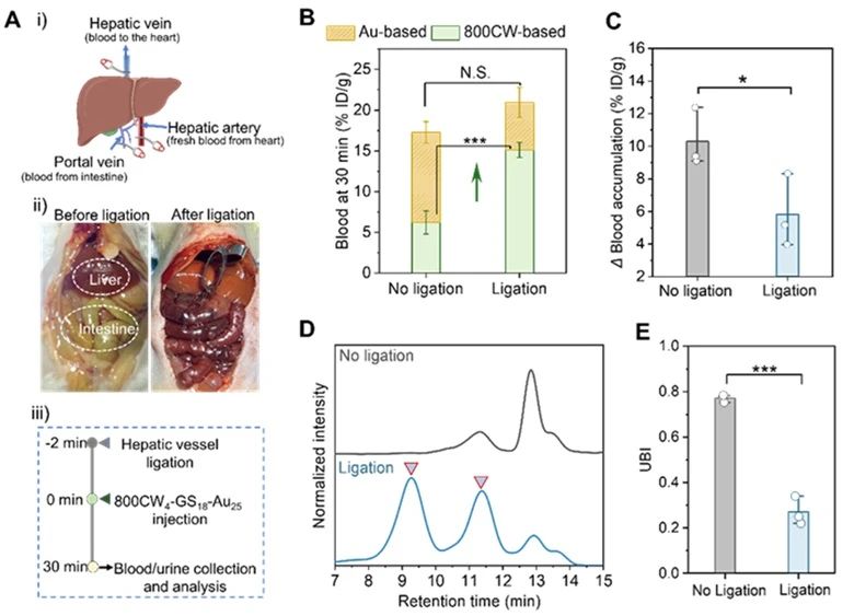 Liver-led in vivo biotransformation of 800CW4-GS18-Au25.