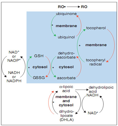 Figure 2 Interaction of low molecular weight antioxidants