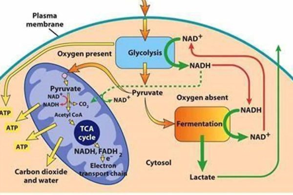 The process by which mitochondria produce ATP