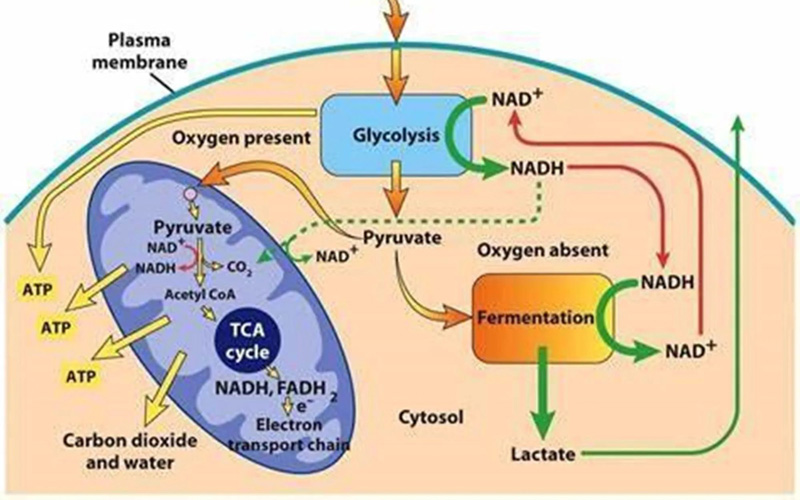 The process by which mitochondria produce ATP