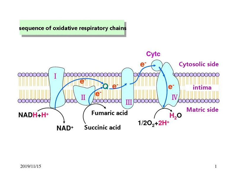 The sequence of oxidative respiratory chains