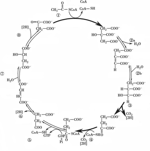 Citric acid cycle