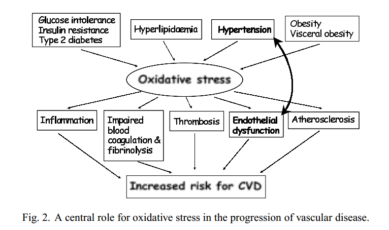 A central role for oxidative stress in the progression of vascular disease.