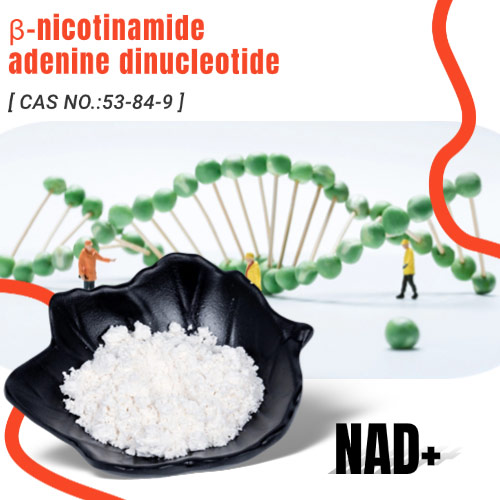 nicotinamide adenine dinucleotide NAD+ Powder