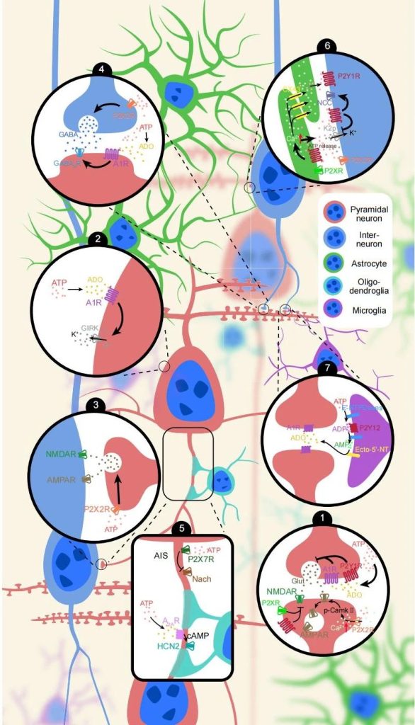 FIG. 2 Extracellular ATP modifies neuronal activity