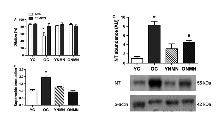 A: carotid endothelium-dependent dilation reaction; B: Superoxide generation; C: Nitrotyrosine abundance