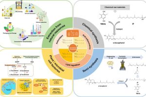 Research progress in biosynthesis and production of vitamin E