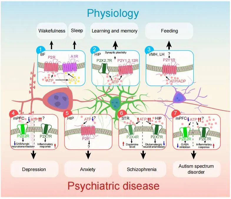 图3 细胞外ATP参与生理过程和精神障碍疾病
