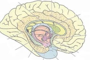 Mechanism of NMN protecting neural health